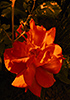 Rose IV
