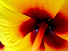 Yellow Hibiscus 2